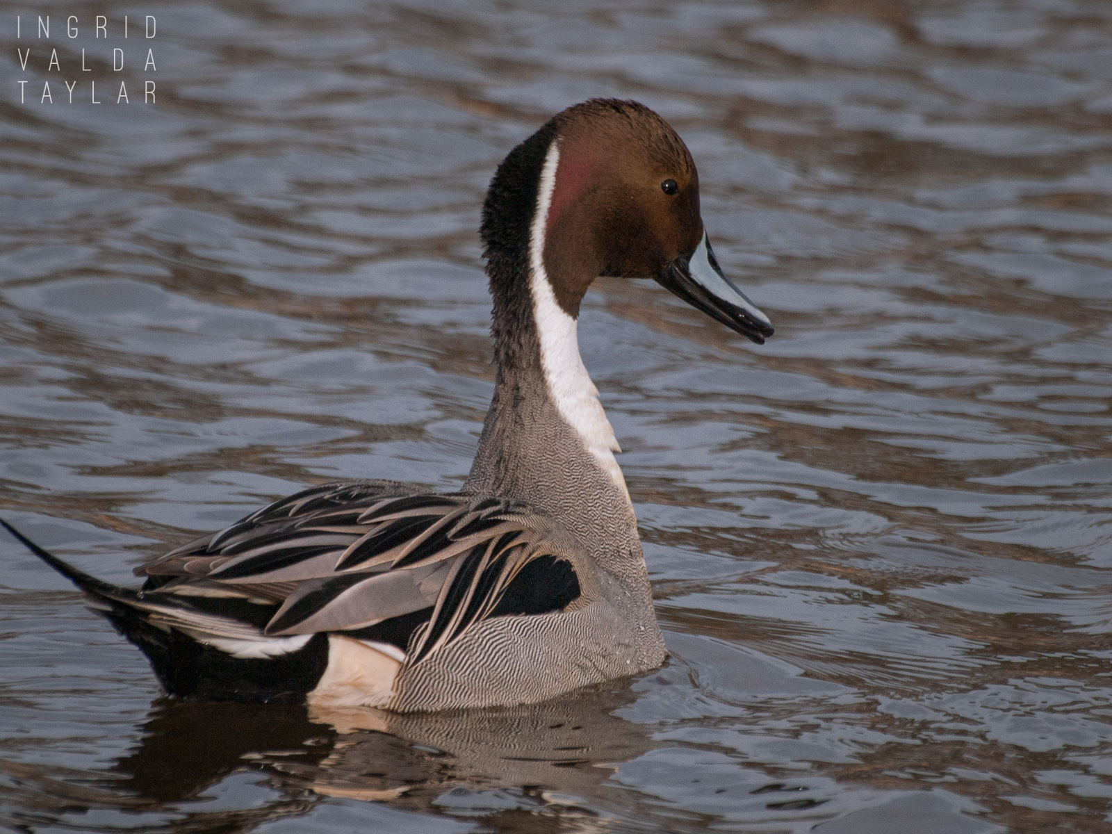 Northern Pintail Male