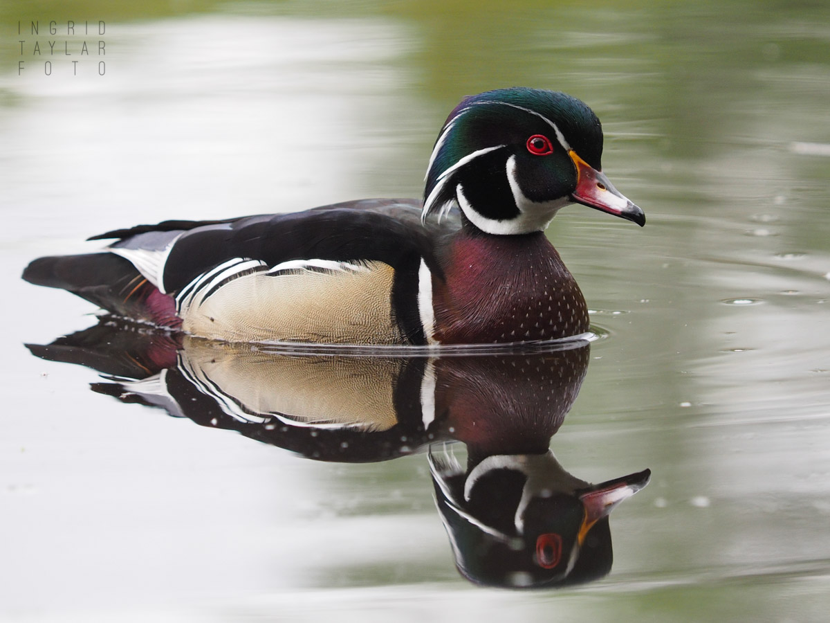 Male Wood Duck Reflected in Green