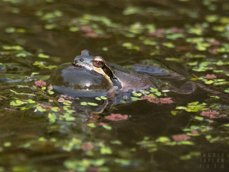 Pacific Chorus Frogs Ingrid Taylar Foto