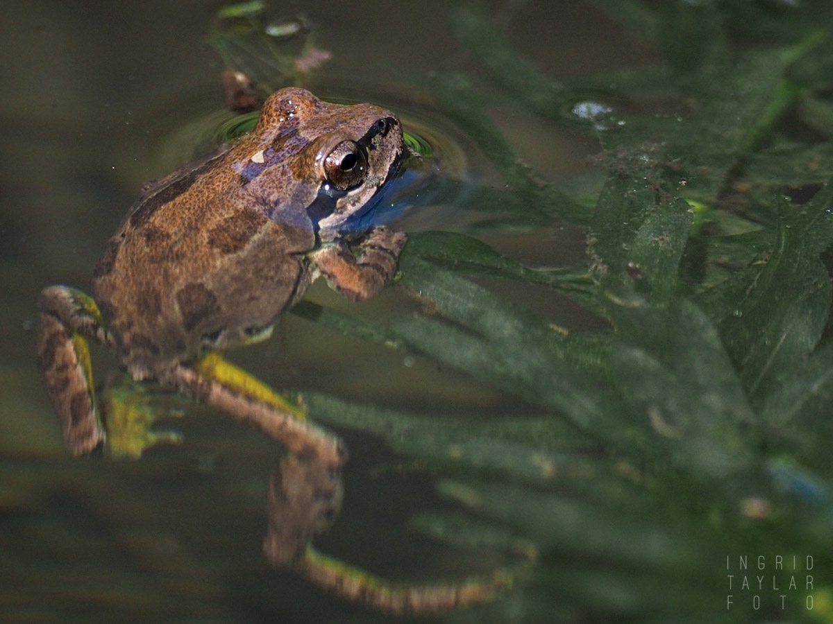 Pacific Chorus Frogs Ingrid Taylar Foto