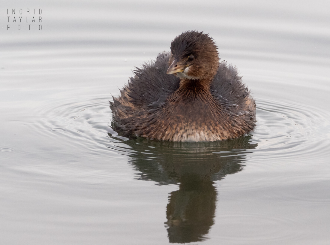 Pied-Billed Grebe Reflected