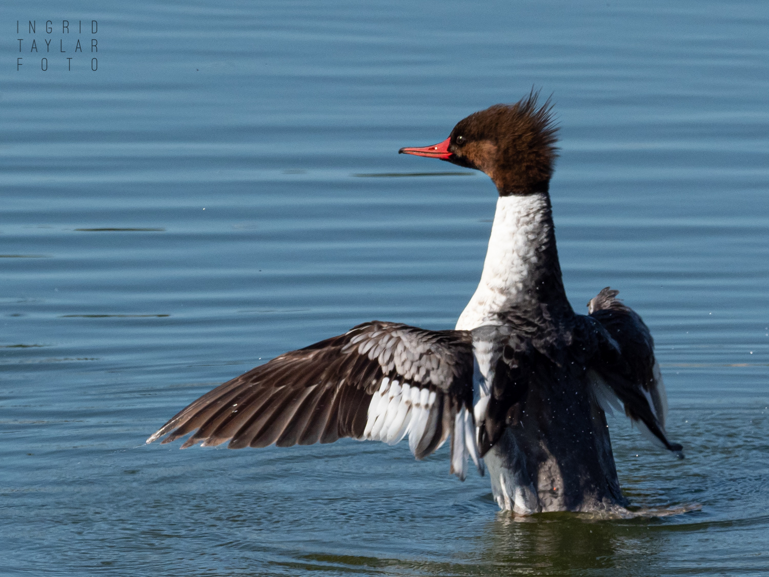Red-Breasted Merganser Drying Wings