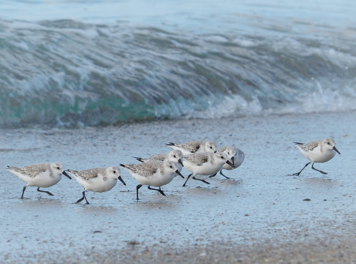 Shorebirds Sanderlings Ingrid Taylar Foto
