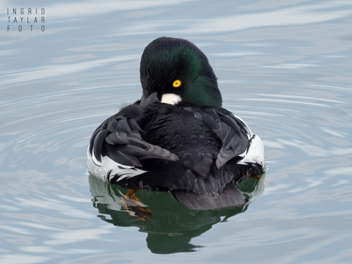 Scaup Tucked into Feathers