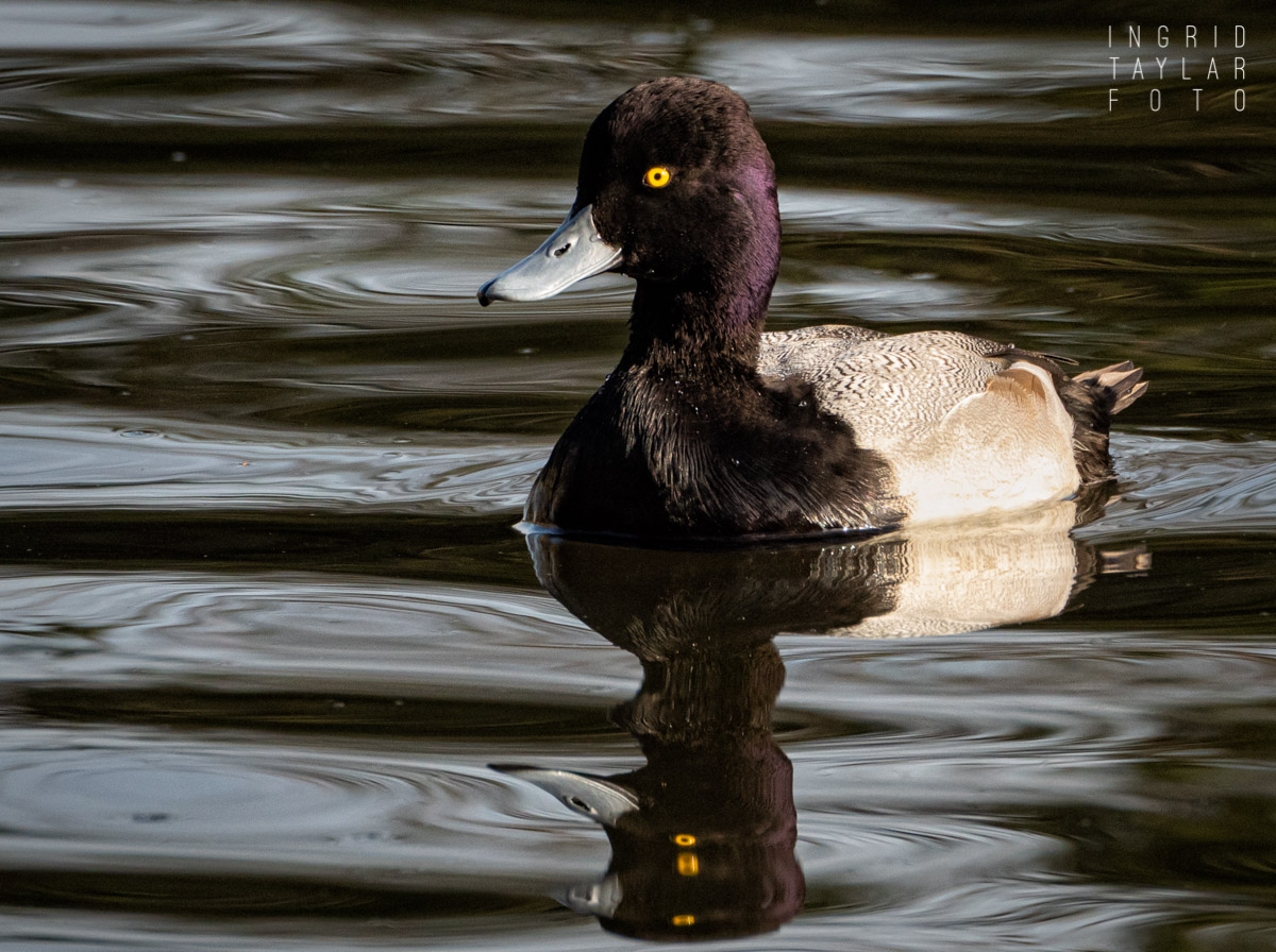 Male Scaup Reflected