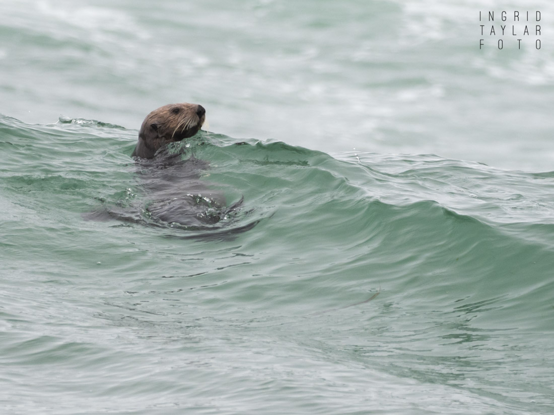 Sea Otter in the Surf at Moss Landing