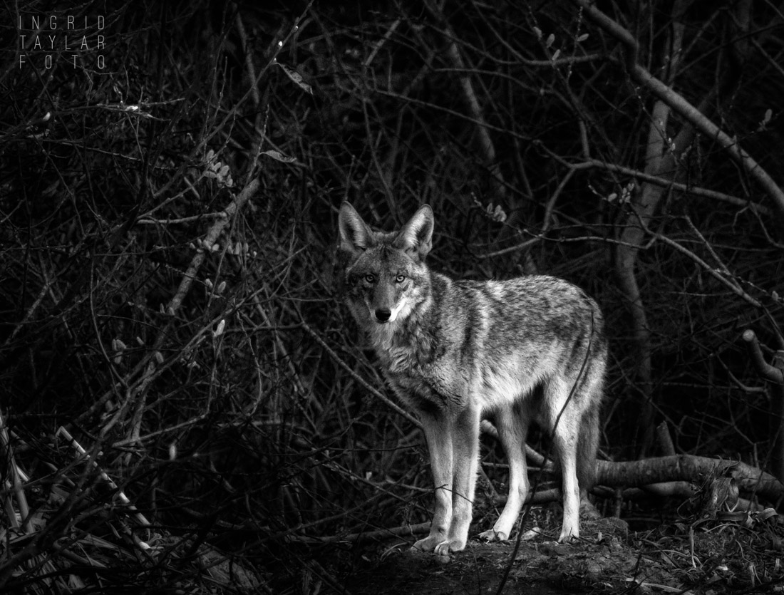 Coyote portrait in black and white