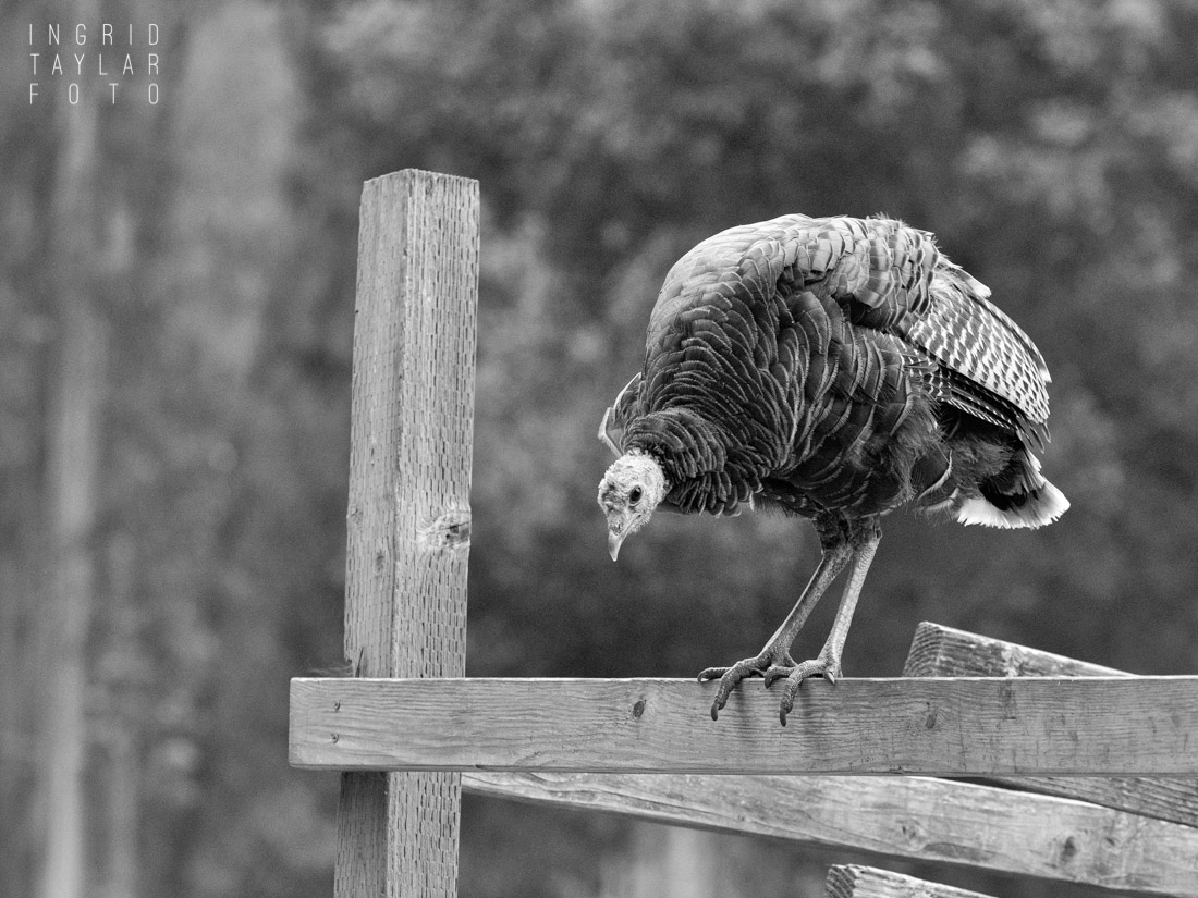 Wild Turkey Deliberating Jumping Off Fence