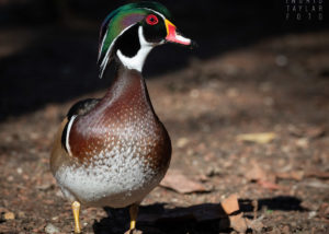 Wood Duck Profile