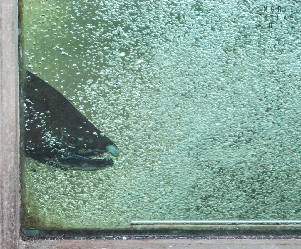 Salmon at Issaquah Hatchery