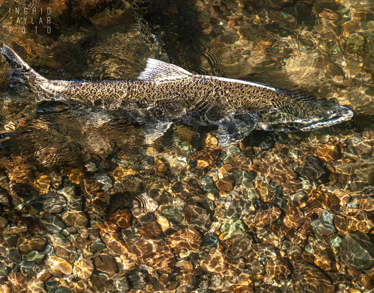 Salmon Spawn in Issaquah Washington