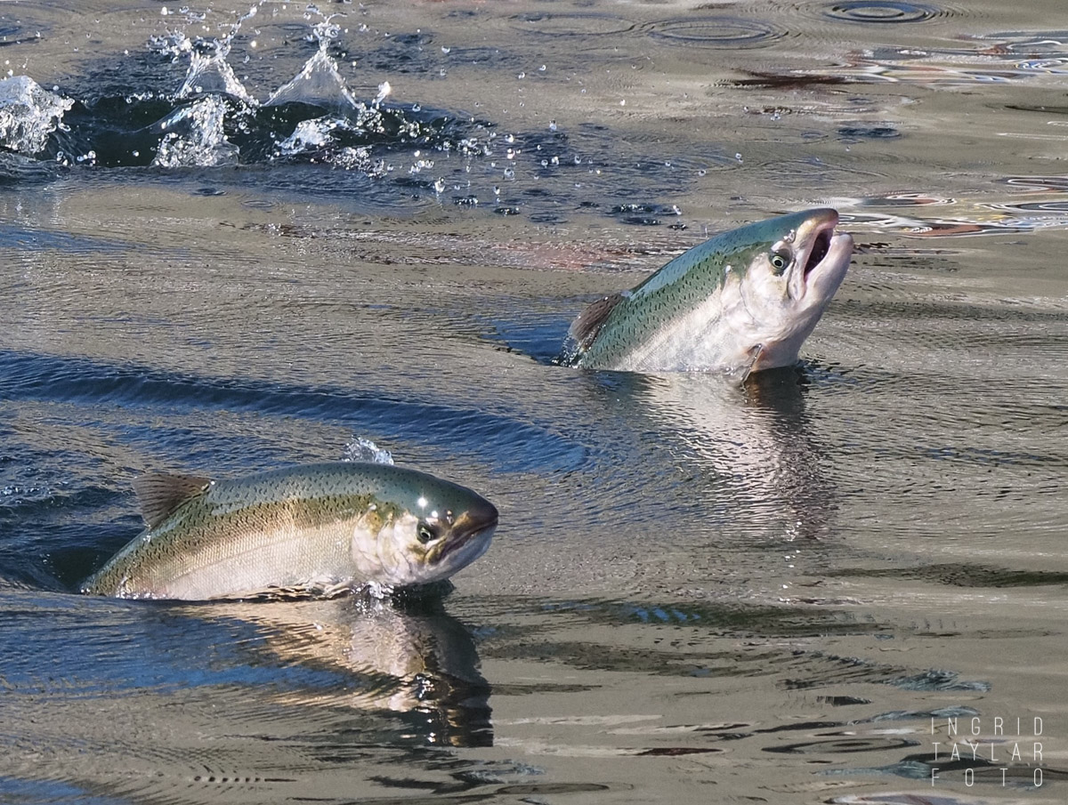 Salmon Jumping at the Ballard Locks Seattle