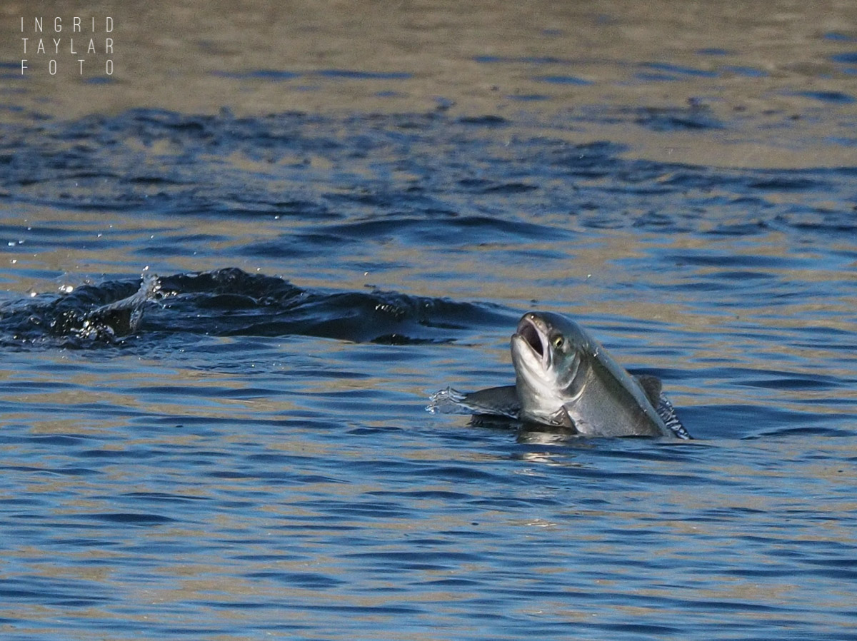 Salmon Jumping at the Hiram M. Chittenden Locks Seattle