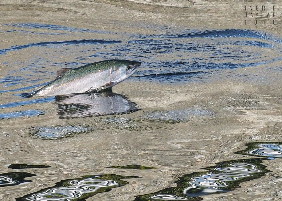 Salmon Leaping in Seattle