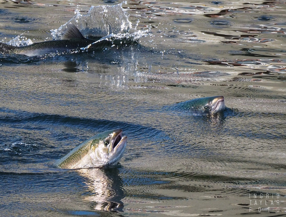 Salmon Jumping at the Hiram M. Chittenden Locks Seattle