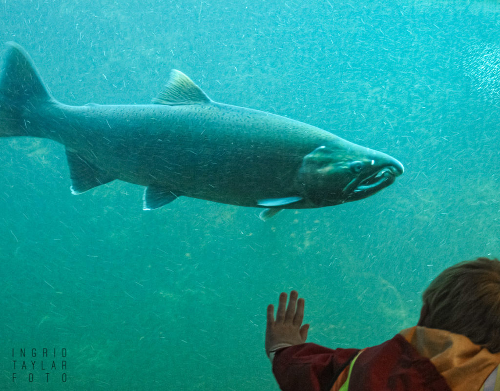 Child at Ballard Locks Salmon Ladder Window