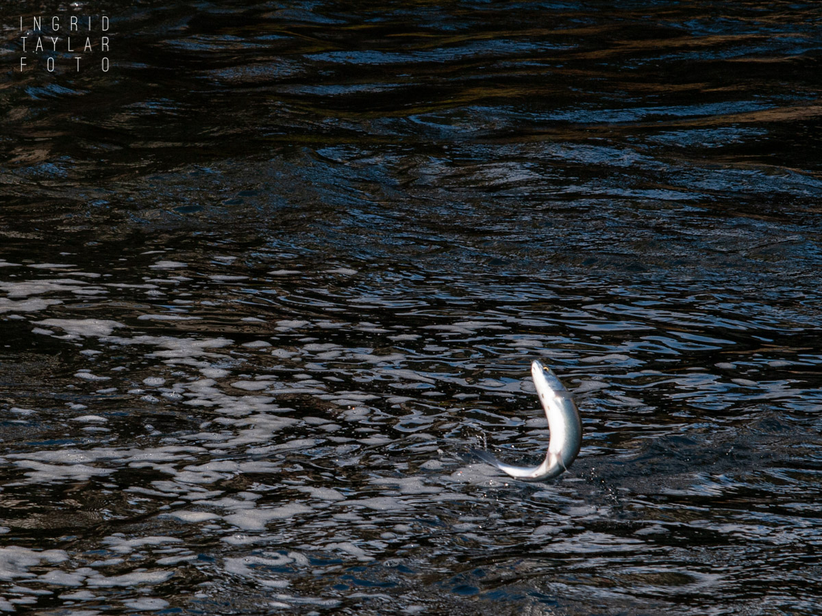 Salmon Jumping in Puget Sound Seattle