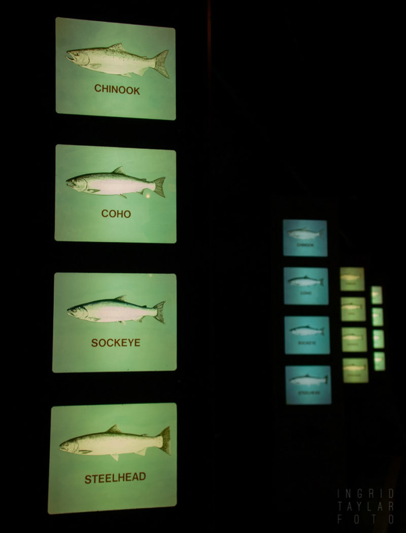 Salmon Displays at the Ballard Locks Seattle