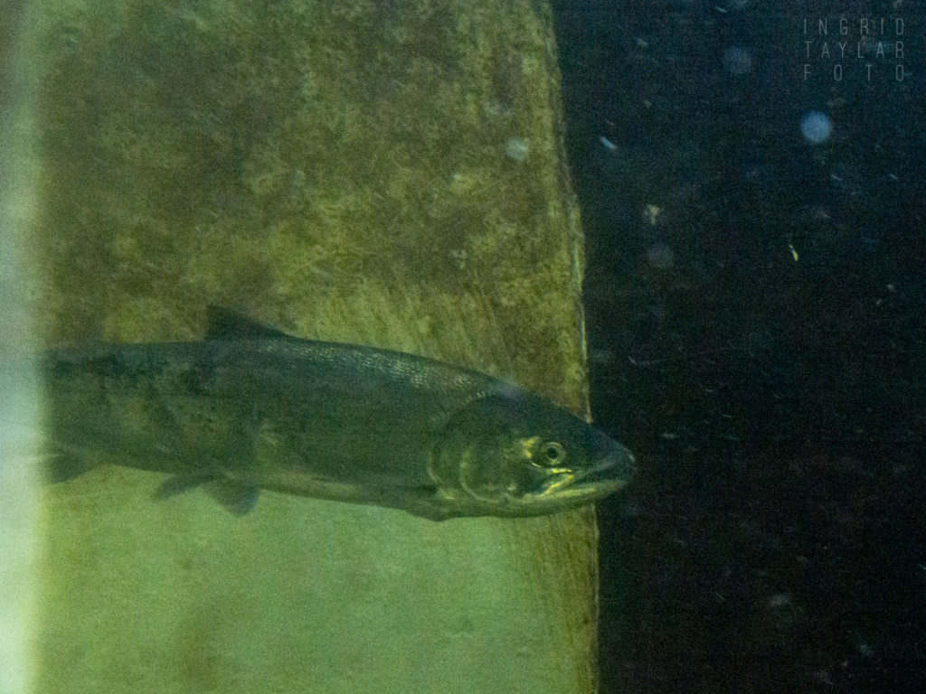 Salmon at the Ballard Locks Fish Ladder