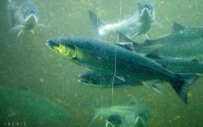 Salmon Run at the Ballard Locks