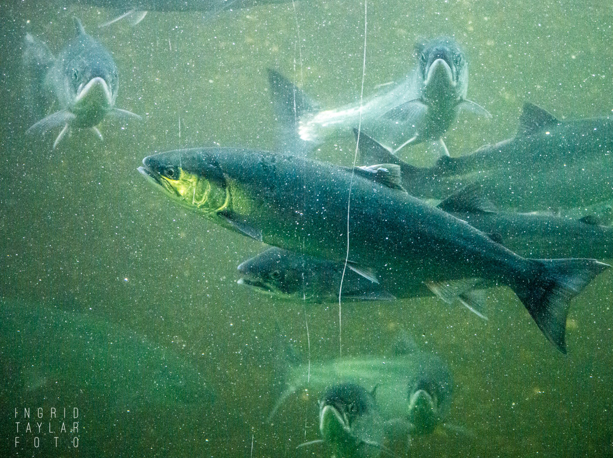 Salmon Run at the Ballard Locks