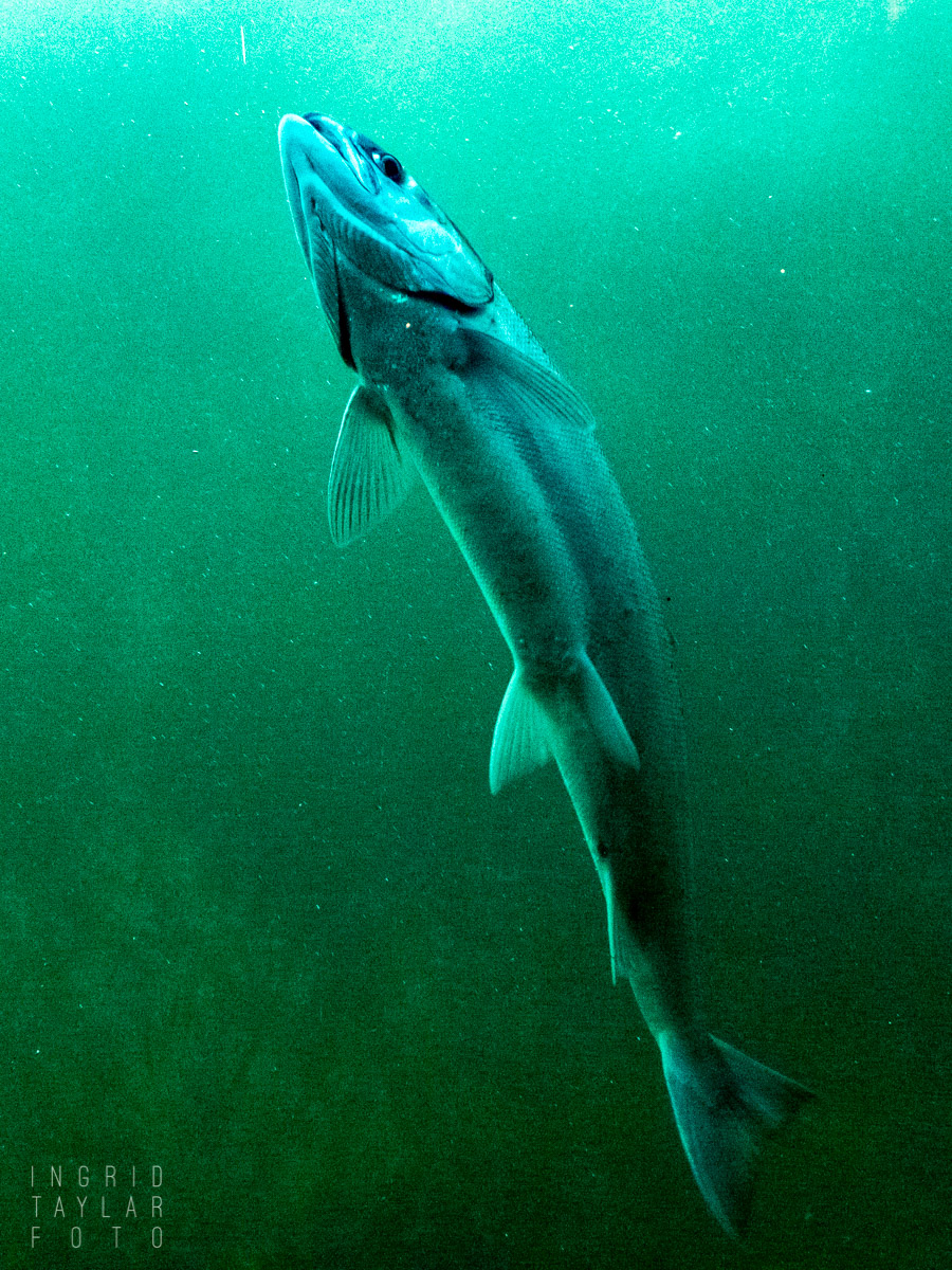 Salmon at the Hiram M. Chittenden Locks Fish Ladder