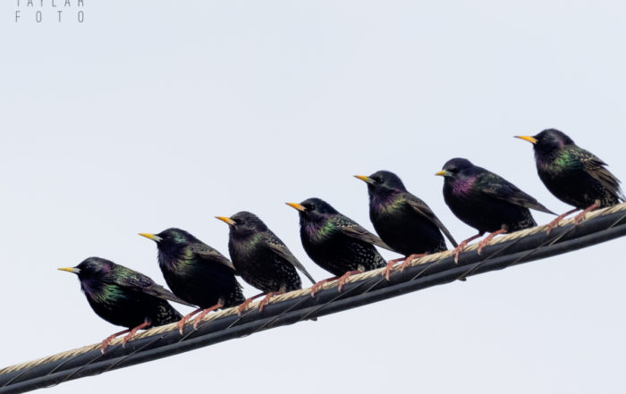 Starling Crew