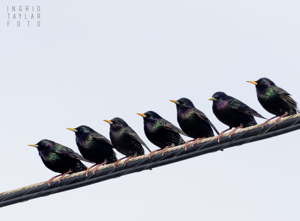 European Starlings on a Wire