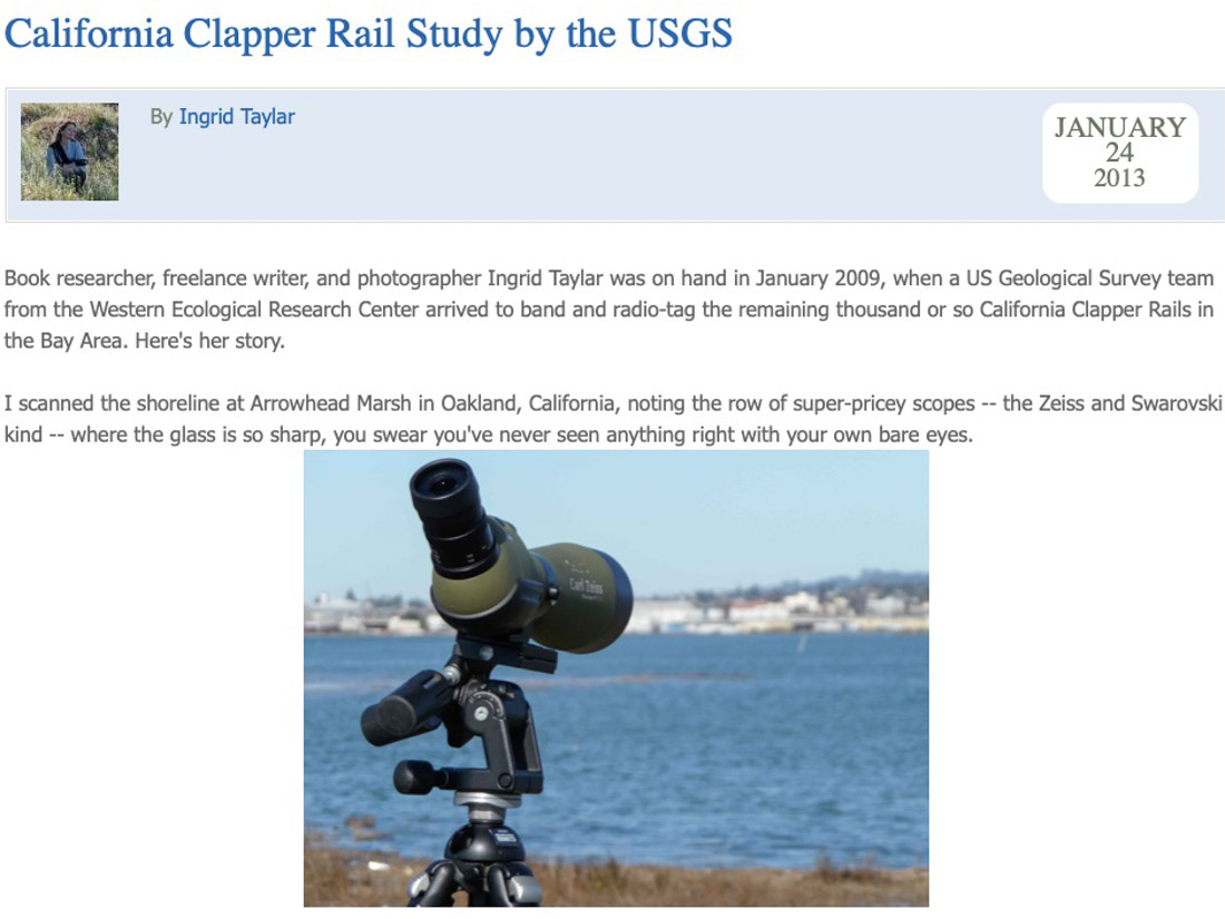 USGS Clapper Rail Study at Arrowhead Marsh