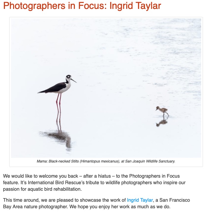 Photographers In Focus - Ingrid Taylar