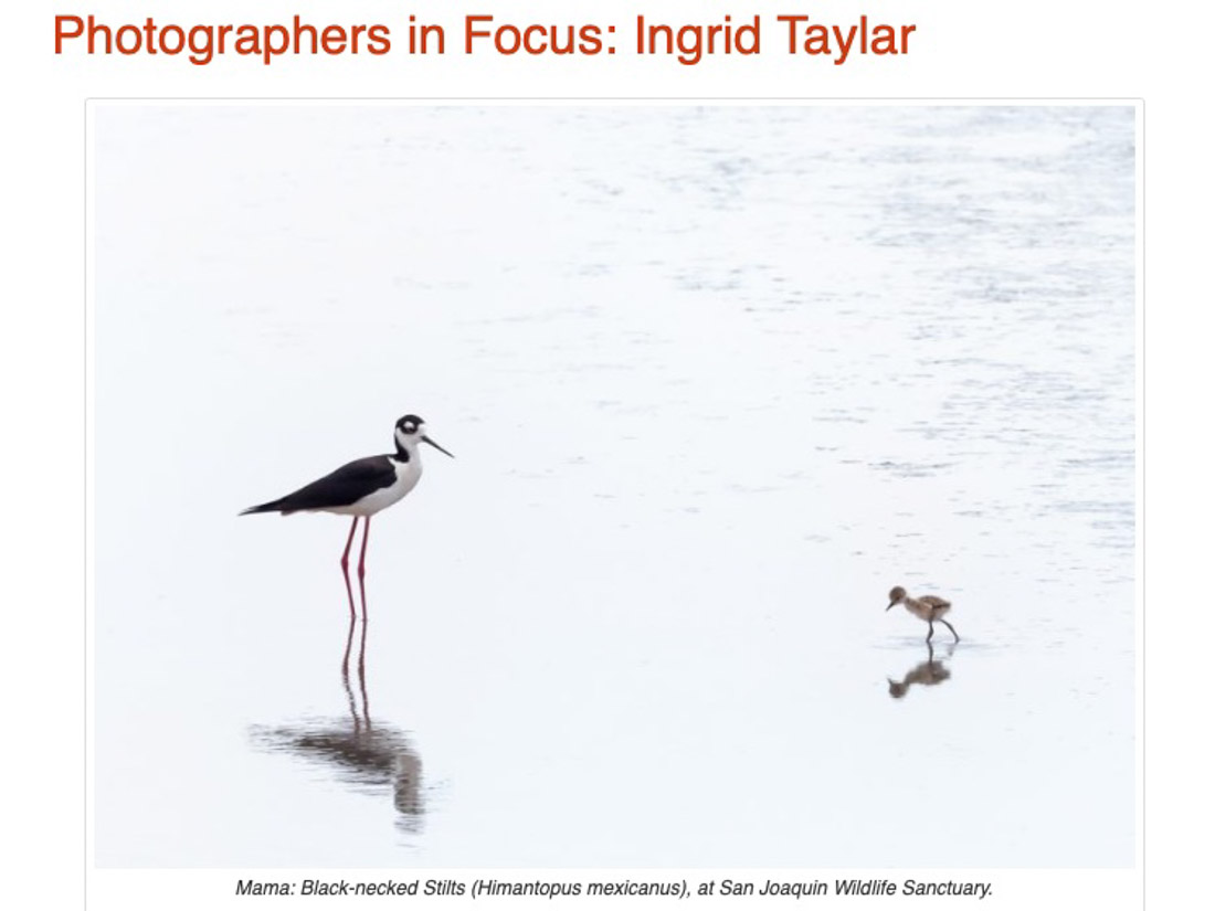 Photographers in Focus - Ingrid Taylar
