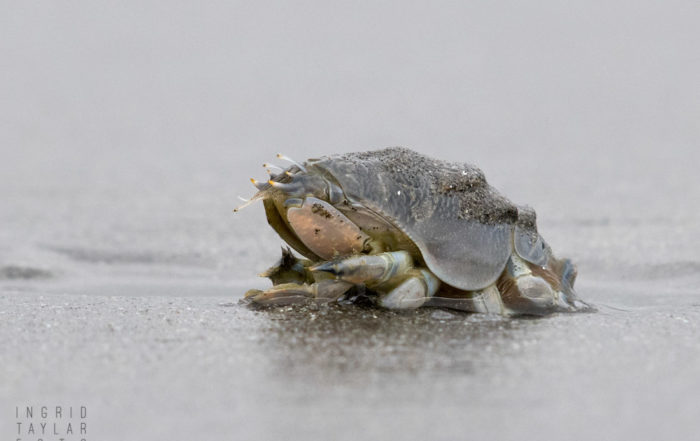 Pacific Mole Crab Detail