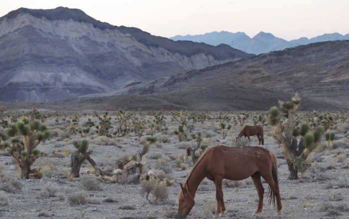 Wild Horses in Nevada