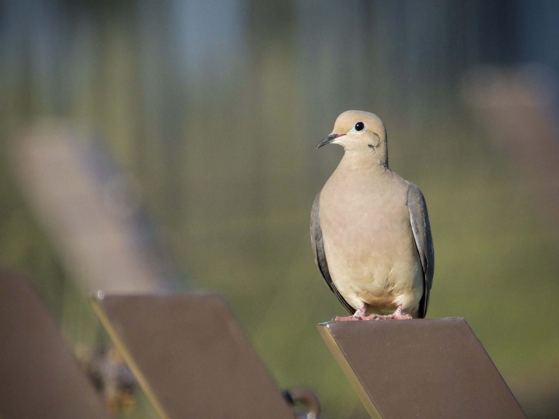Mourning Dove on Fence Post