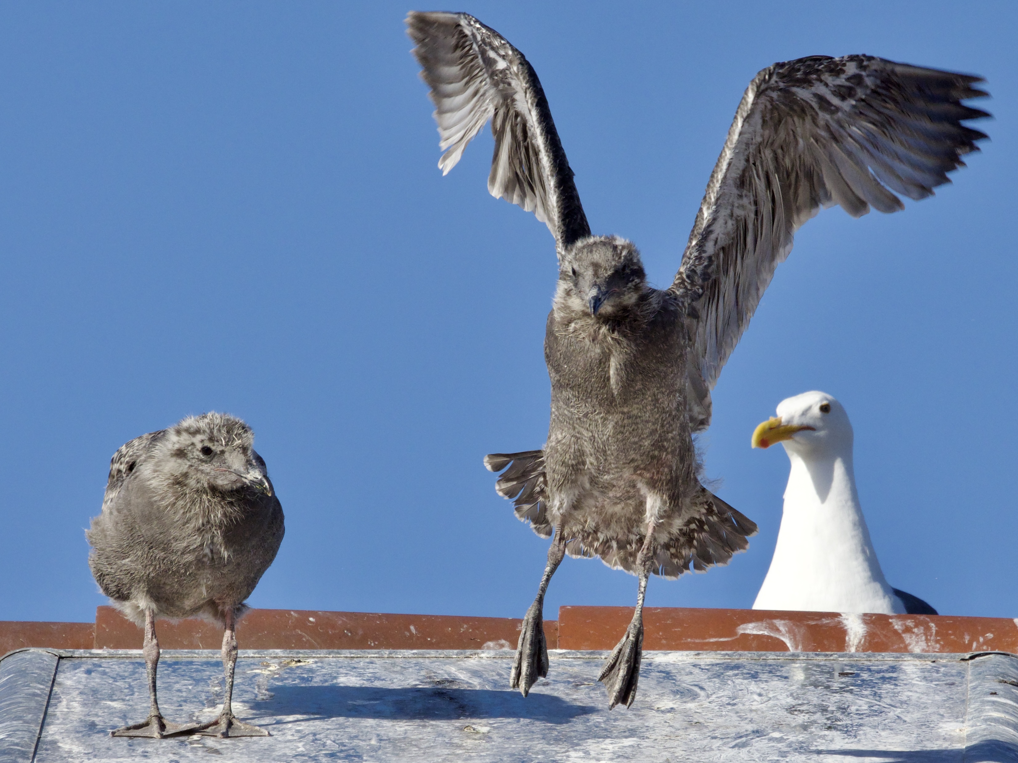 Western Gull Chicks Learning to Fly