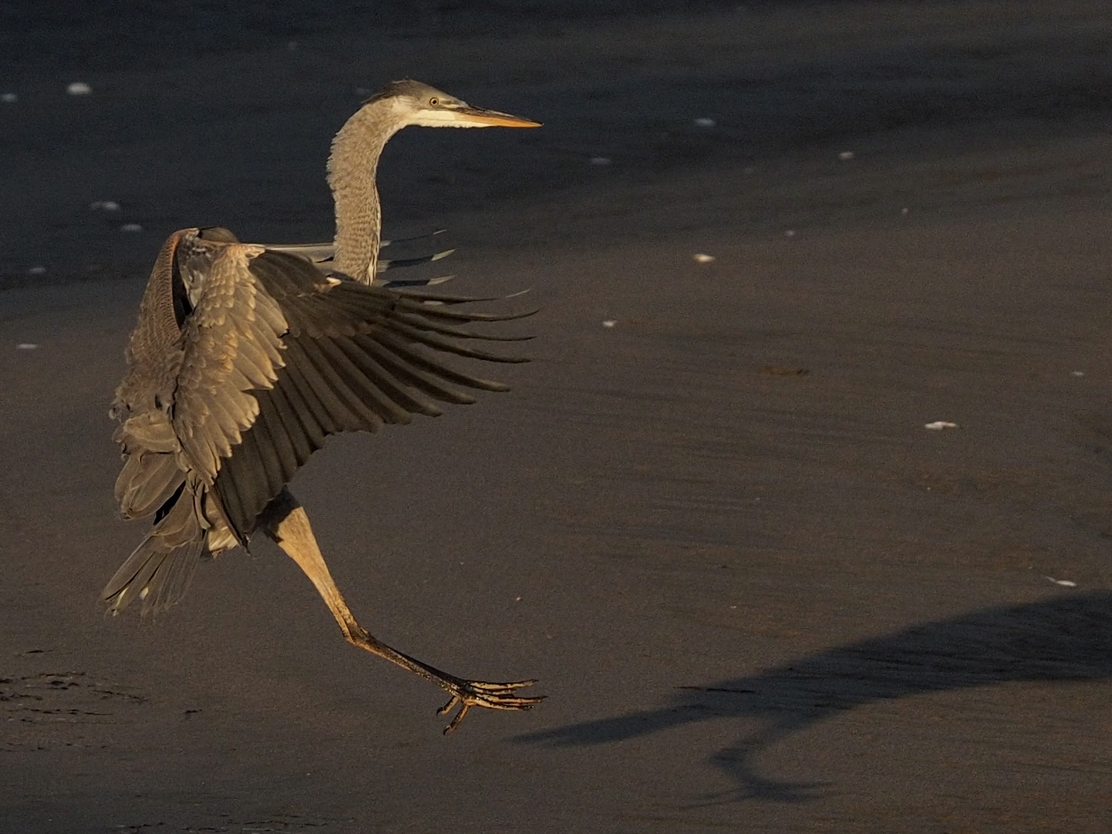 Great Blue Heron Landing on the Beach