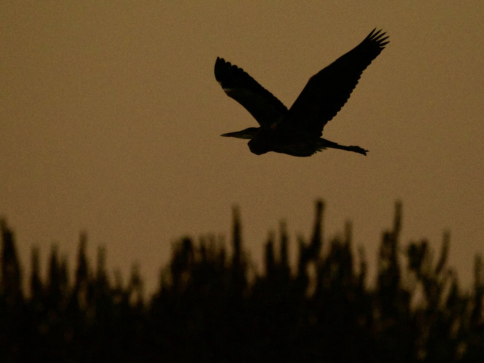 Great Blue Heron in Silhouette Over Crissy Field