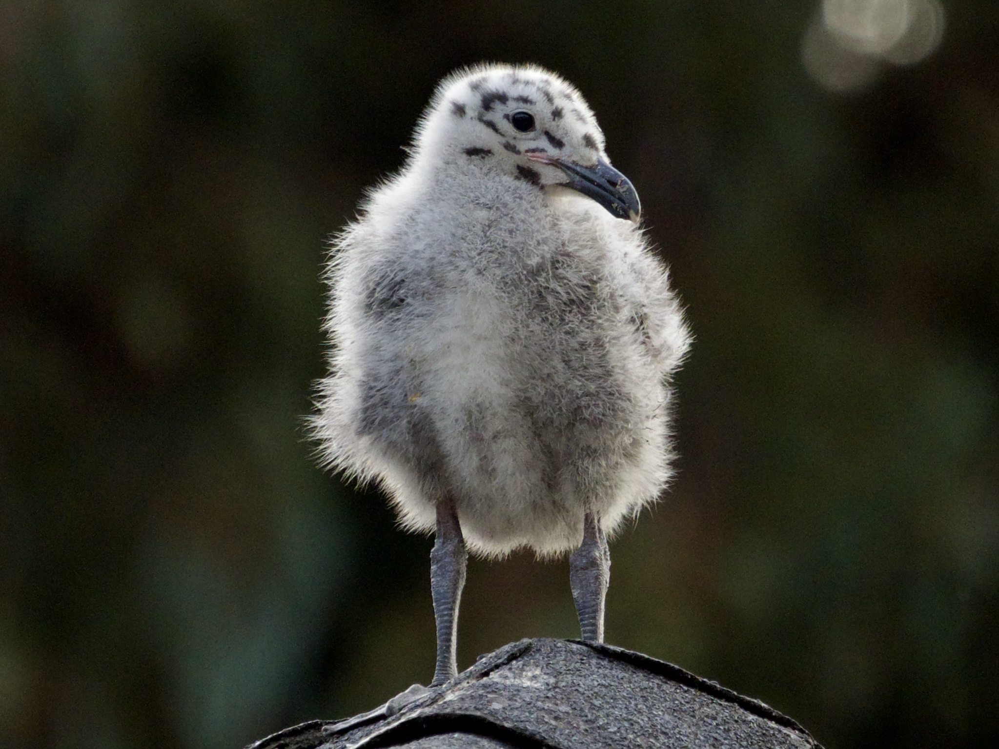 Western Gull Chick on Roof