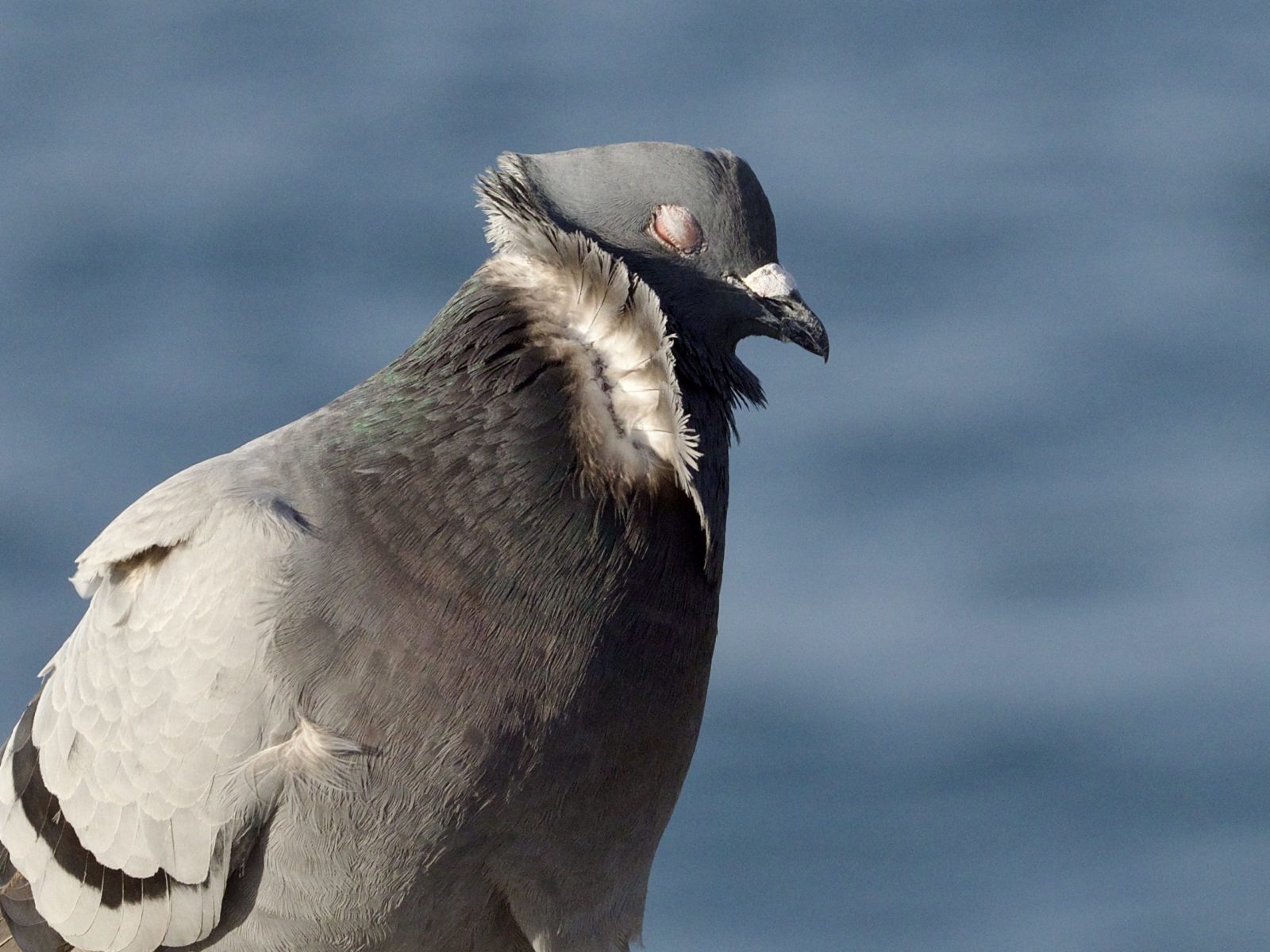 Pigeon with Wind-Ruffled Feathers