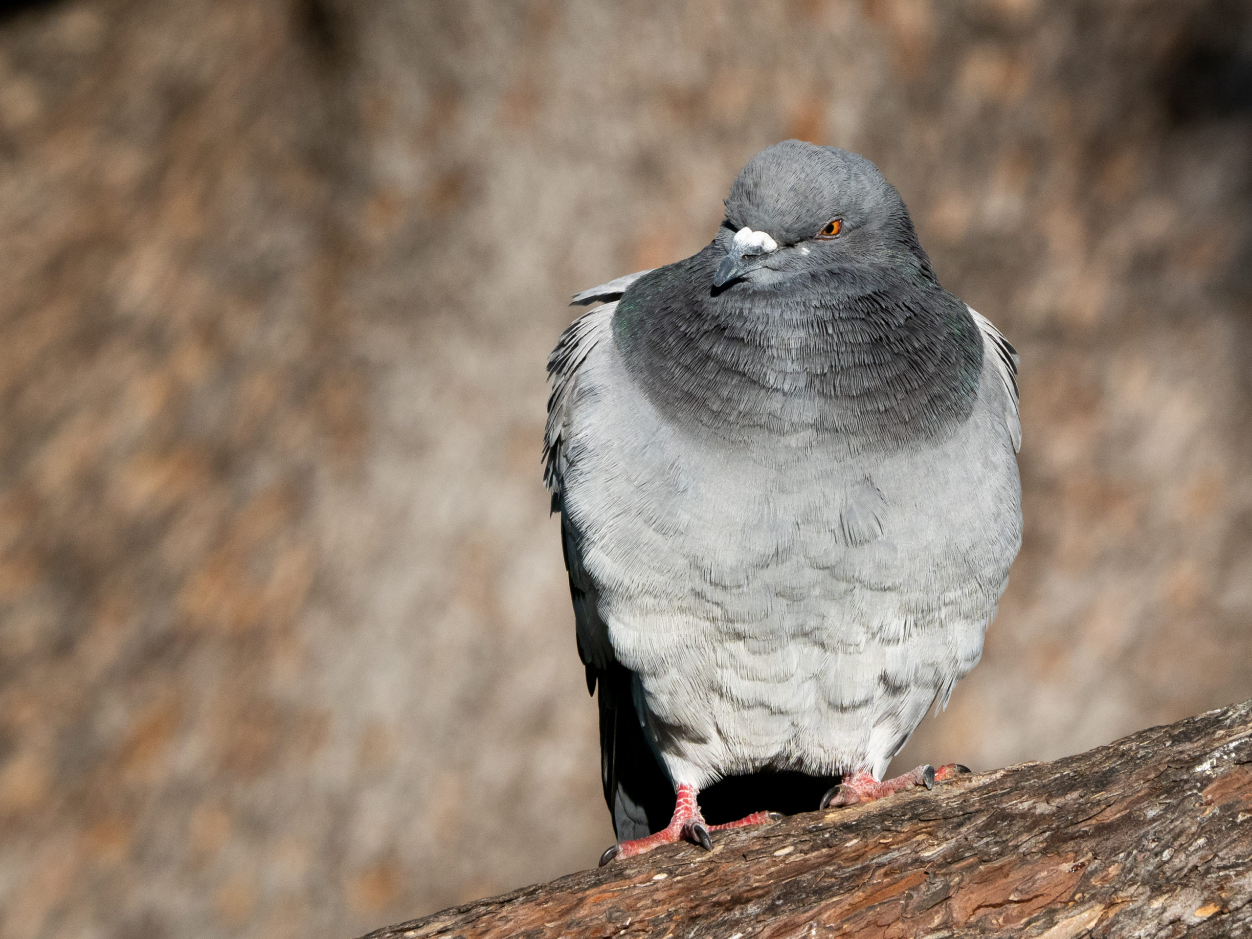 Pigeon Sleeping in Tree