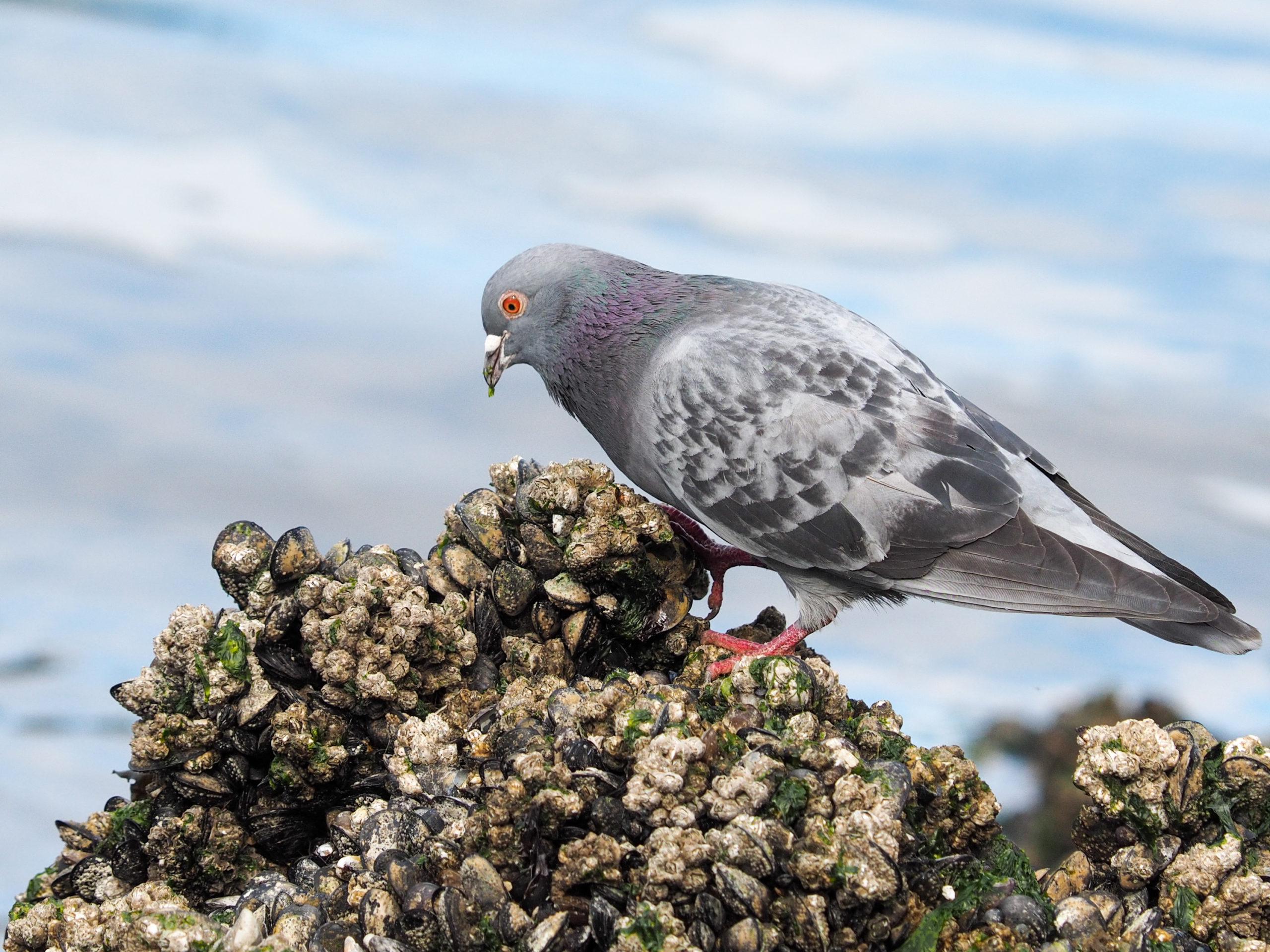 Pigeon Foraging Seaweed on Seattle Waterfront