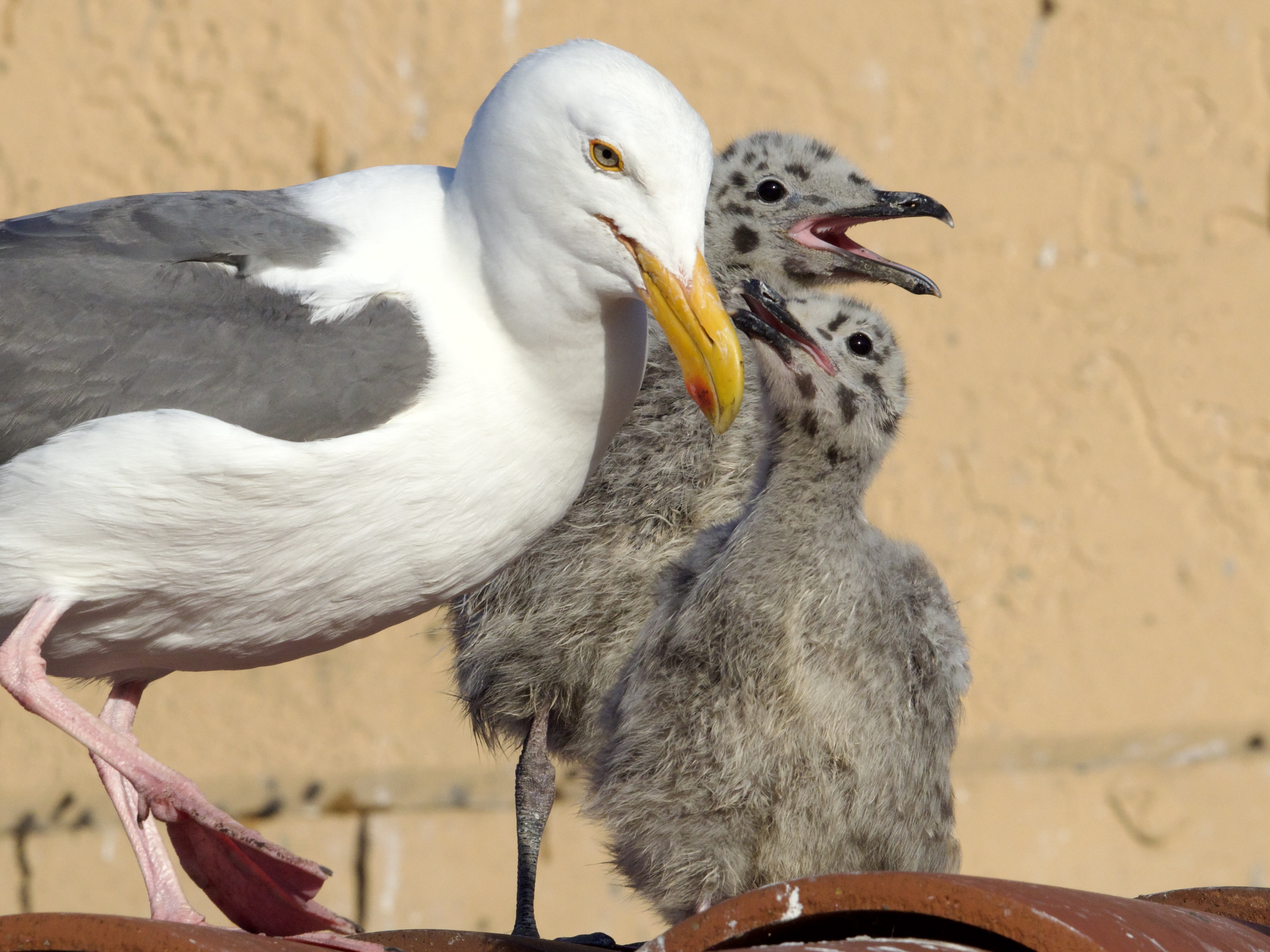 Western Gull Parent and Chicks