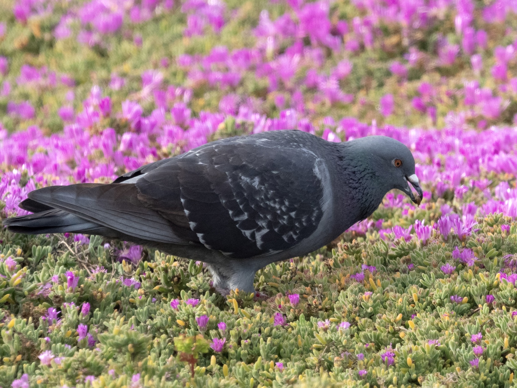 Pigeon Foraging in Pacific Grove Ice Plant