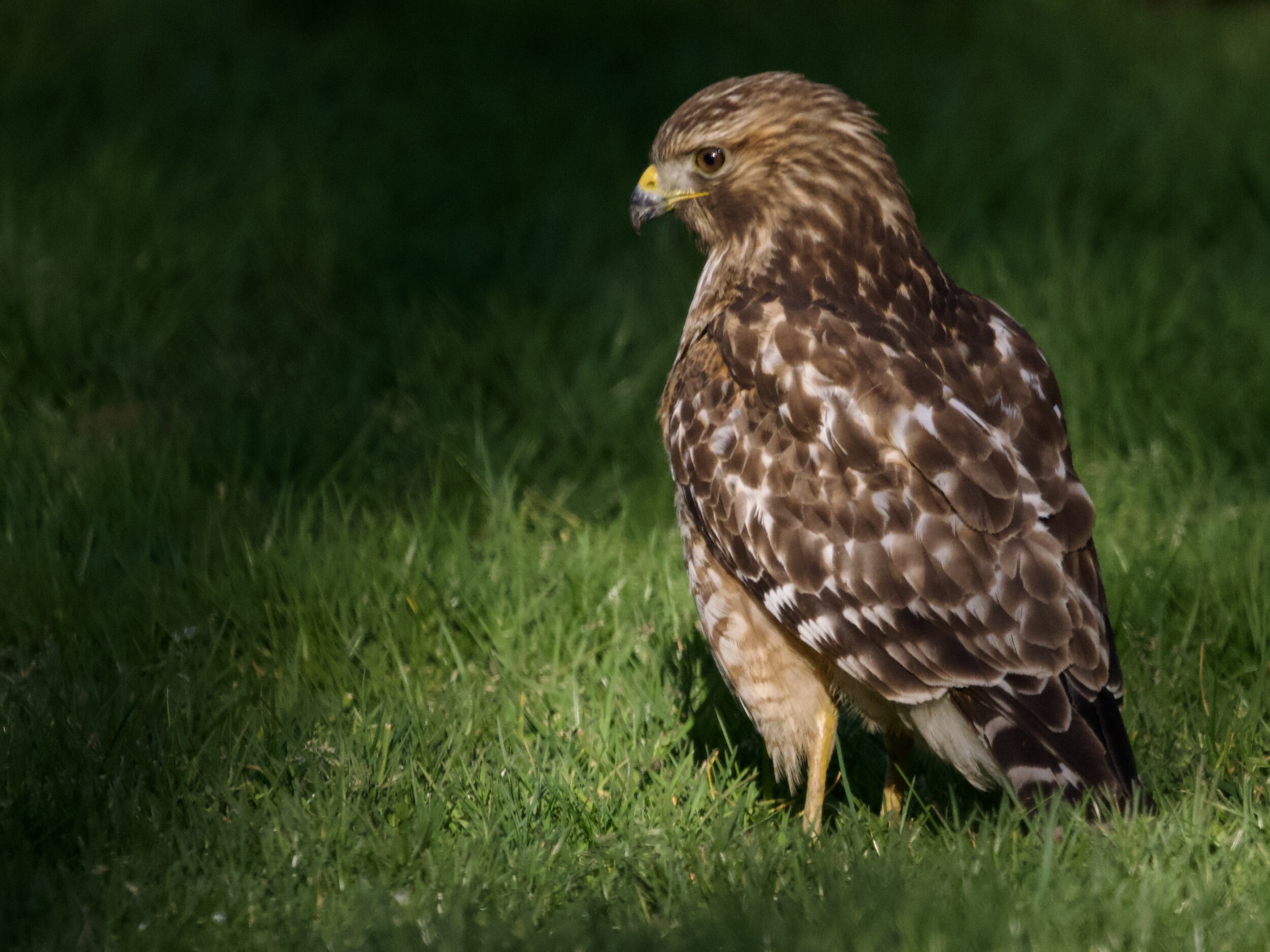 Red-shouldered Hawk in Grass