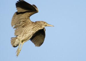Black-Crowned Night Heron in Flight