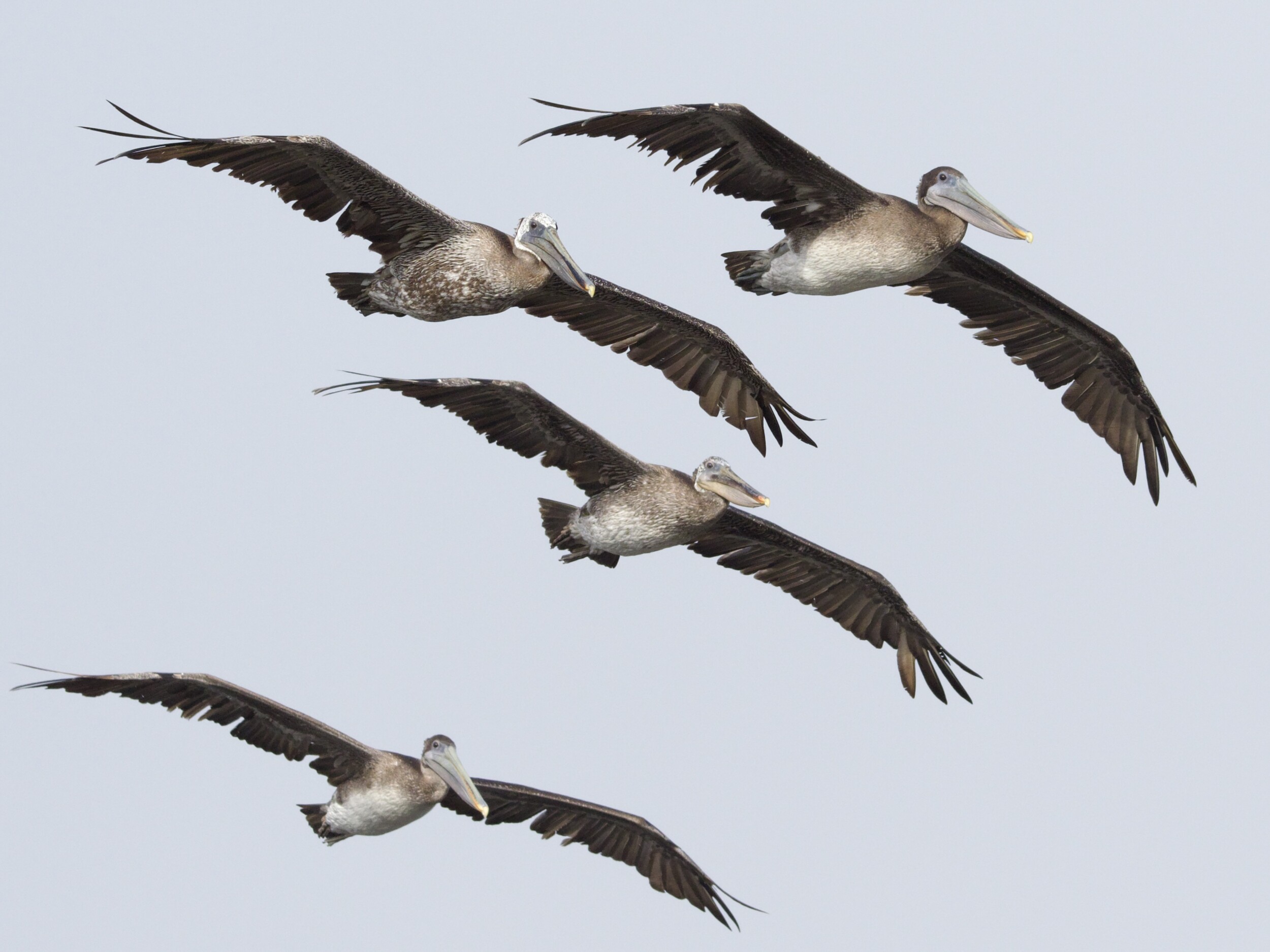 California Brown Pelicans in Flight