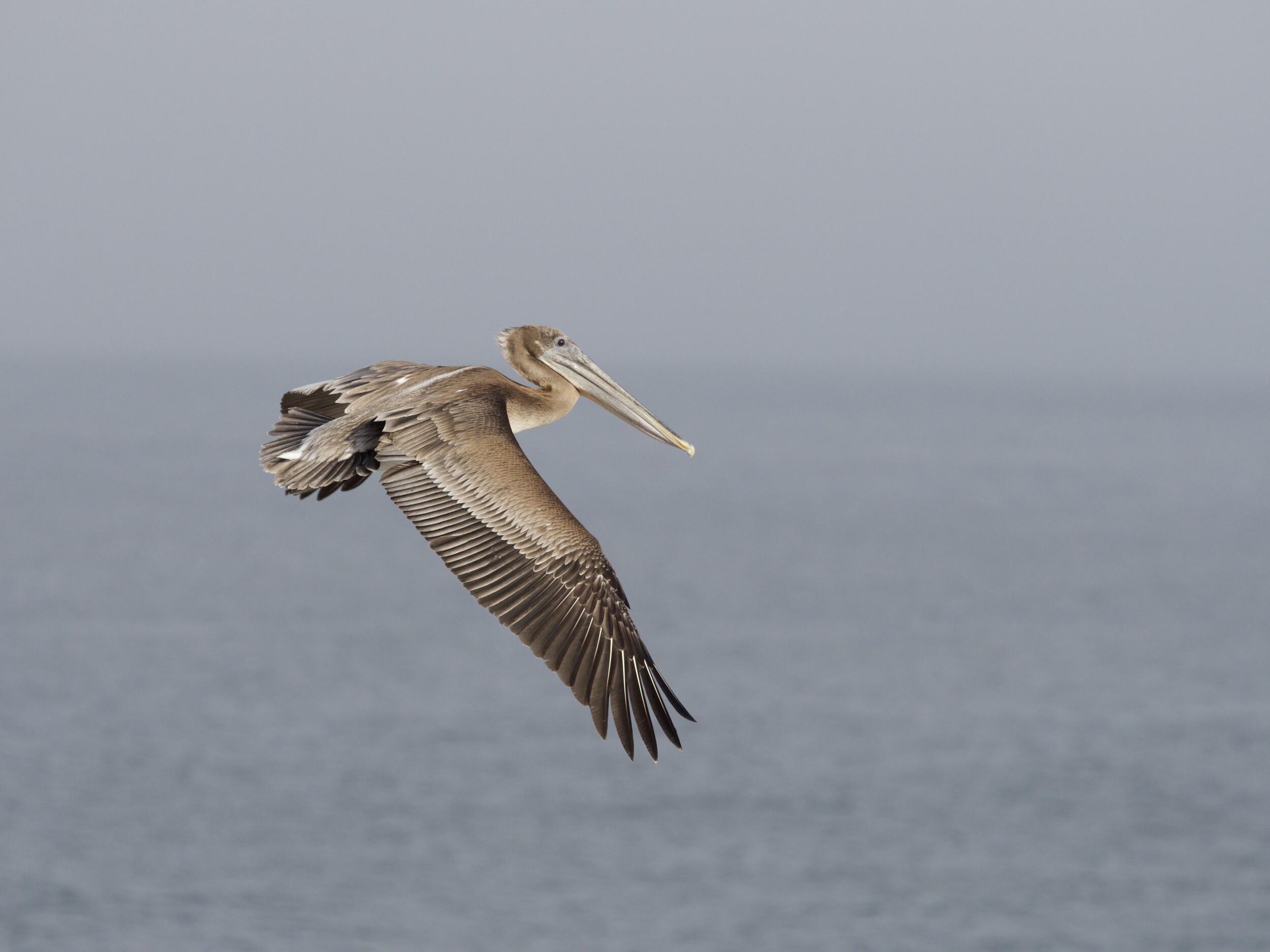 Immature Brown Pelican in Flight