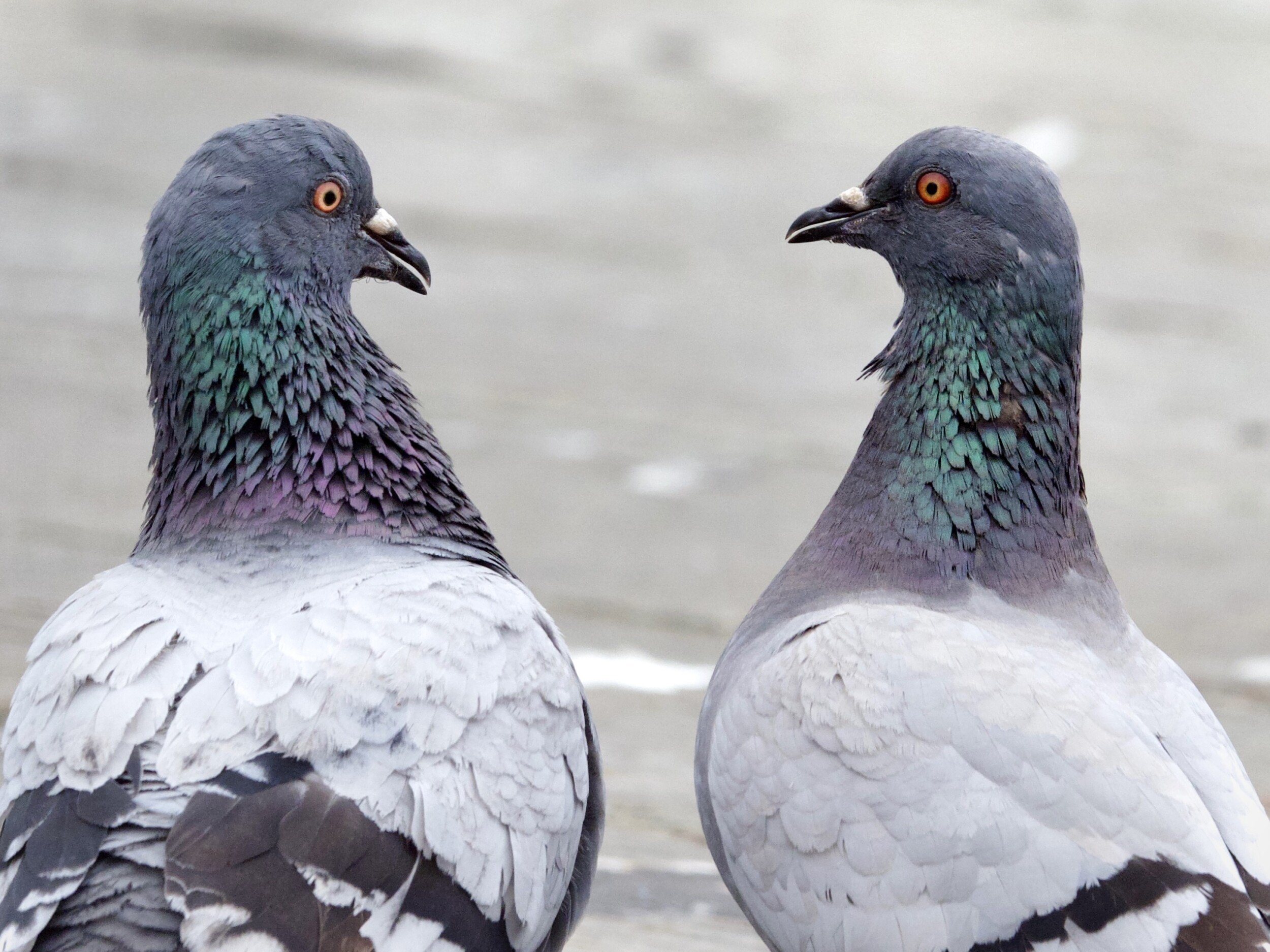 Pigeon Pair Communicating