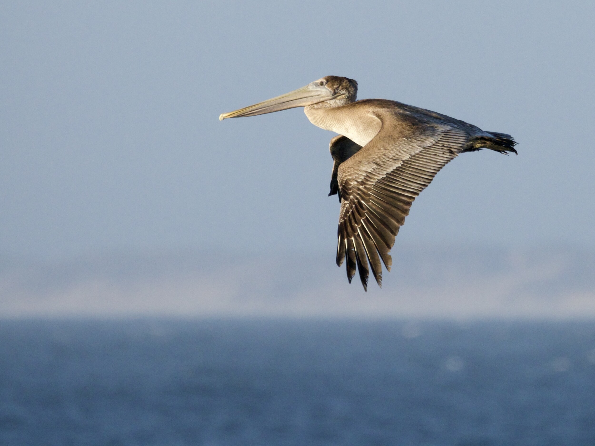 Brown Pelican Over Pismo Beach