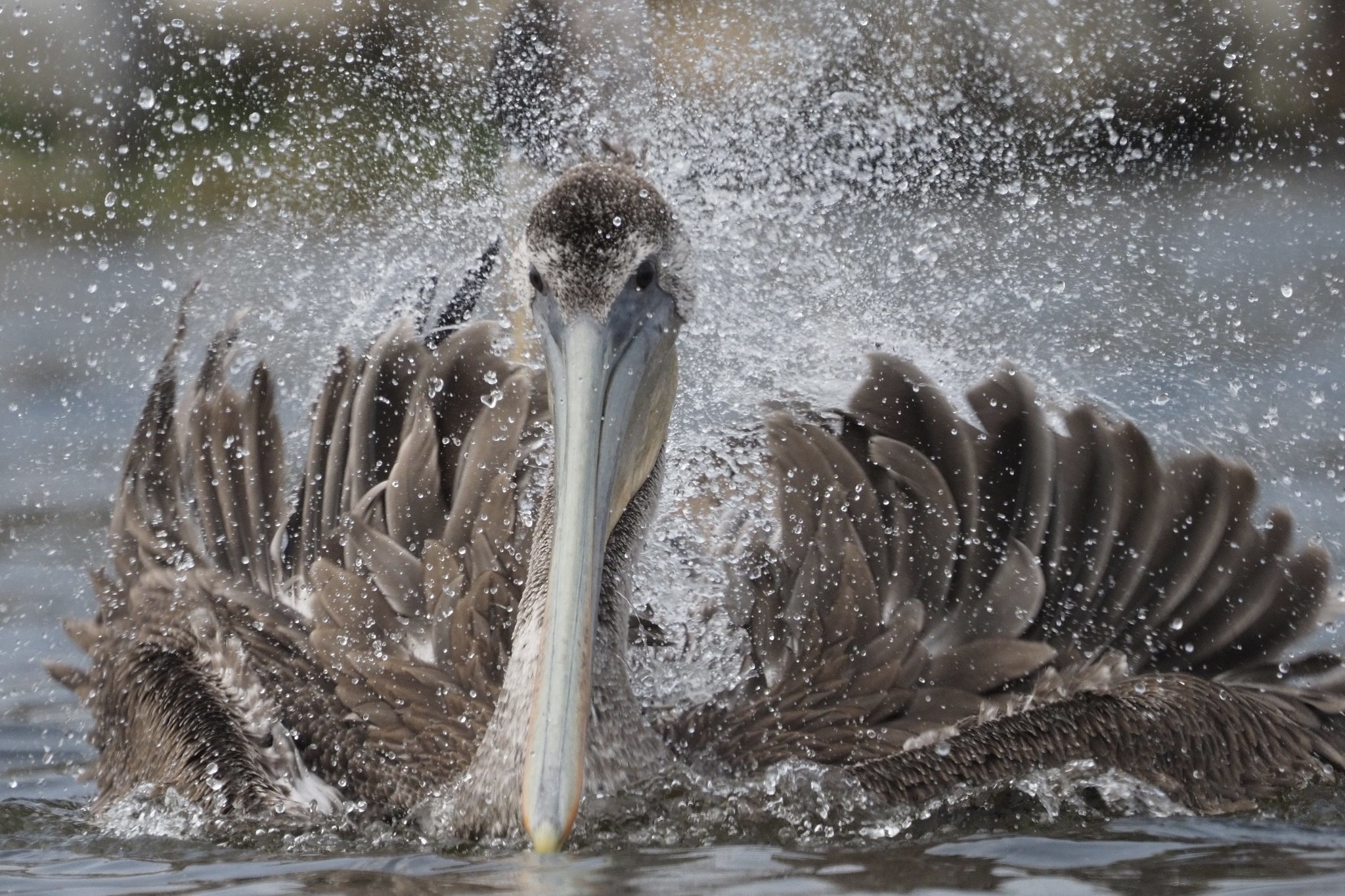 Brown Pelican Bathing in Lagoon